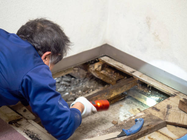 Best Mold Remediation for Specific Building Types in Lepanto, AR