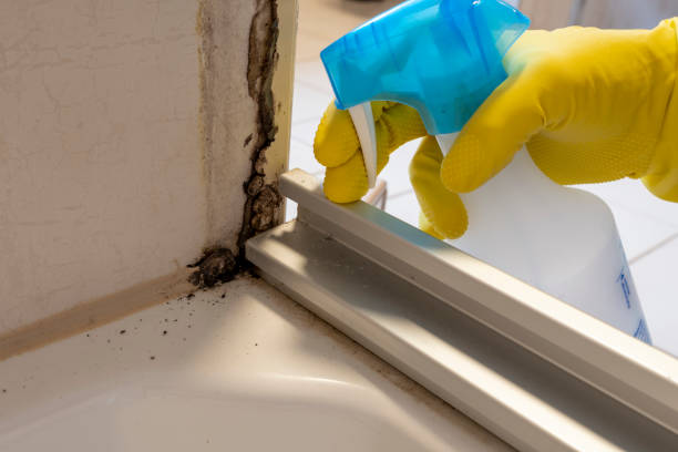 DIY Mold Remediation Support Services