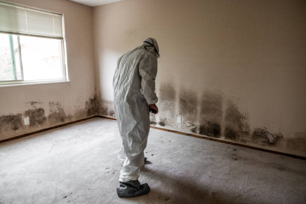 Best Attic Mold Remediation in Lepanto, AR